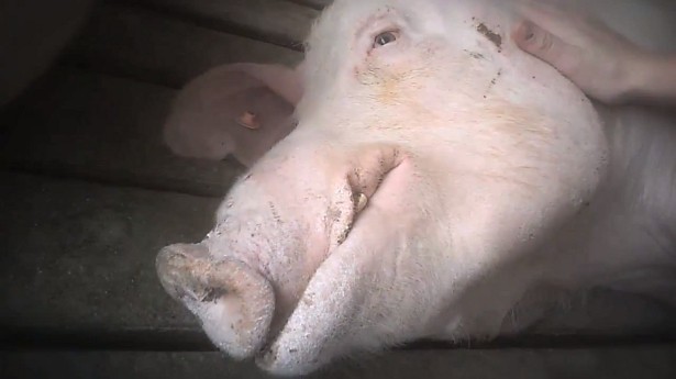 Pig in slaughterhouse comforted by animal activist